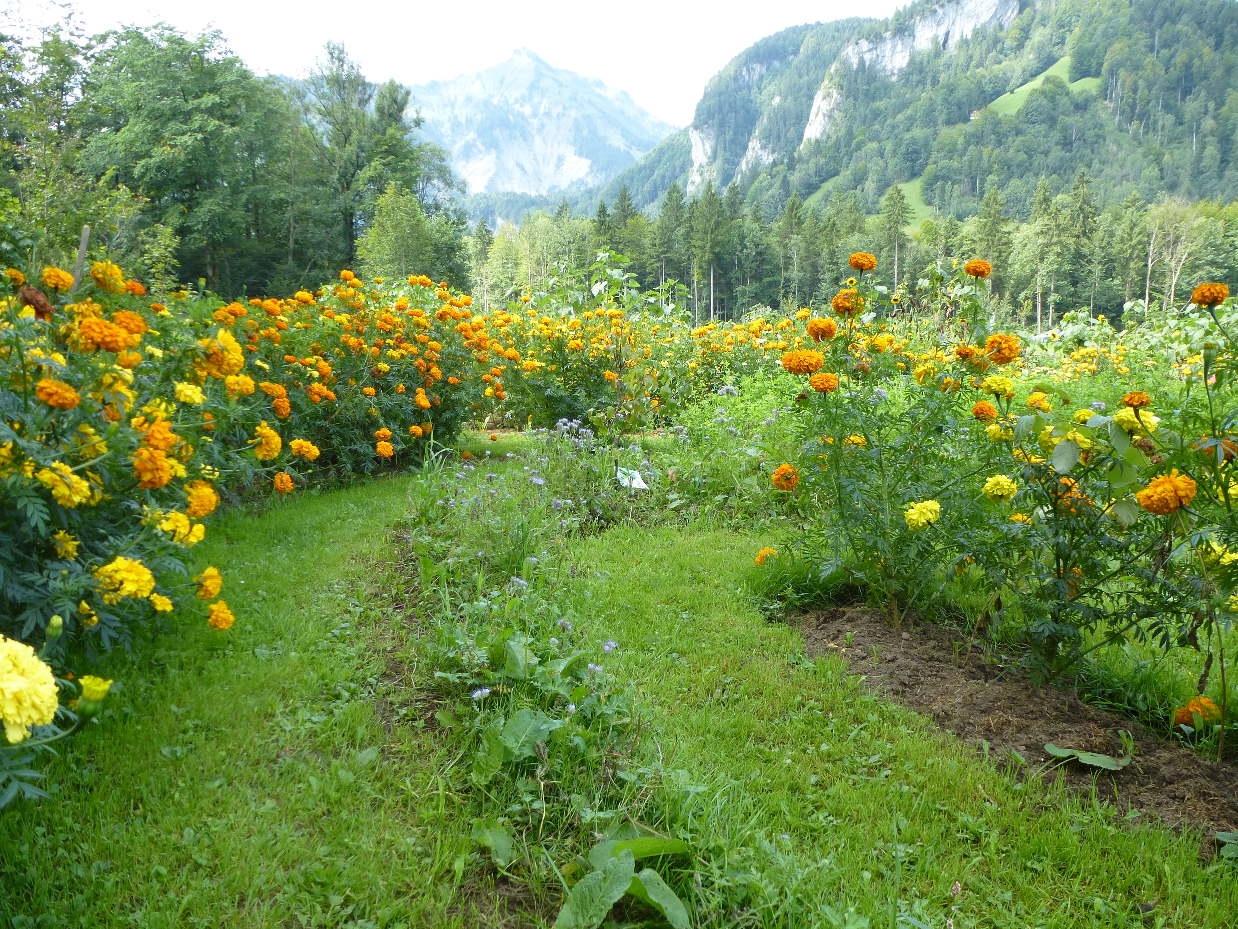 „Ein NaschGartenLabyrinth für Diez“ Infoveranstaltung › Urlaub in Diez