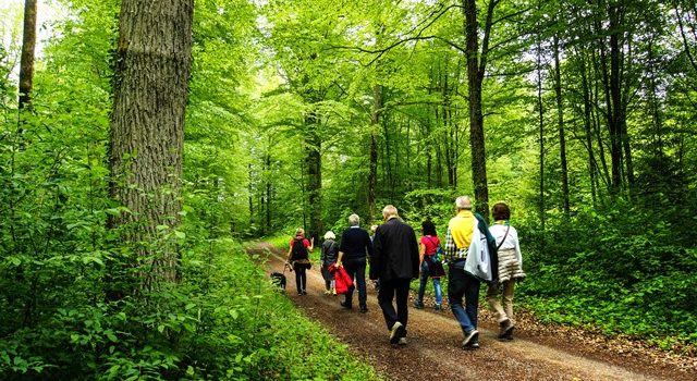 "Auf leisen Pfoten durch den Wald" - Wildkatzenführung für Senioren (Kurztour)