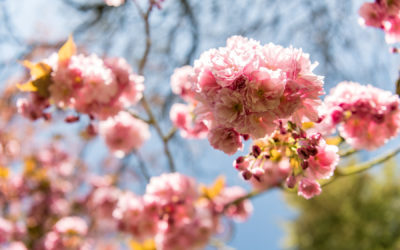 Diezer Gartensommer 2025