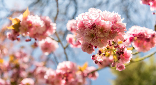Diezer Gartensommer 2025